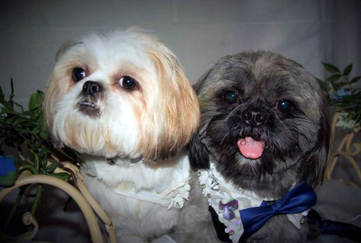 bella dogwed